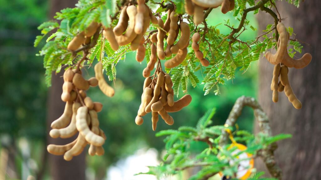 Tamarind