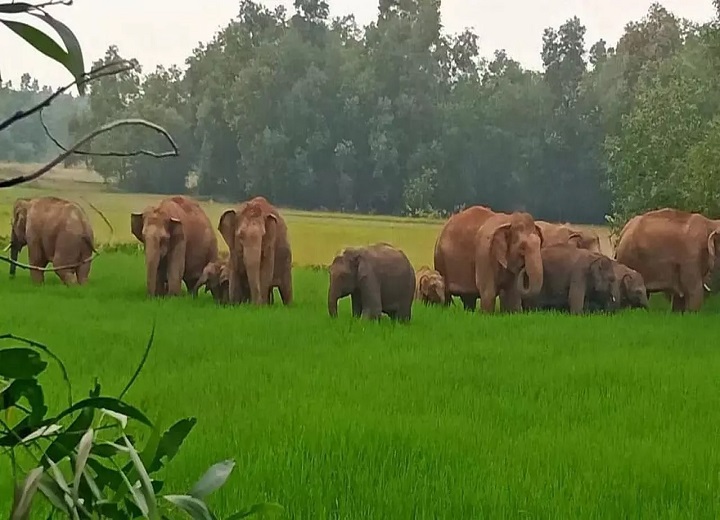 हाथियों का आतंक