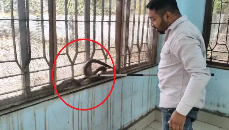 7 फीट लंबा सांप दफ्तर में घुसा