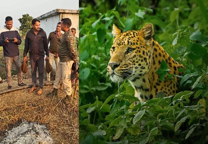 डोंगरगढ़ में फिर तेंदुए की मौत