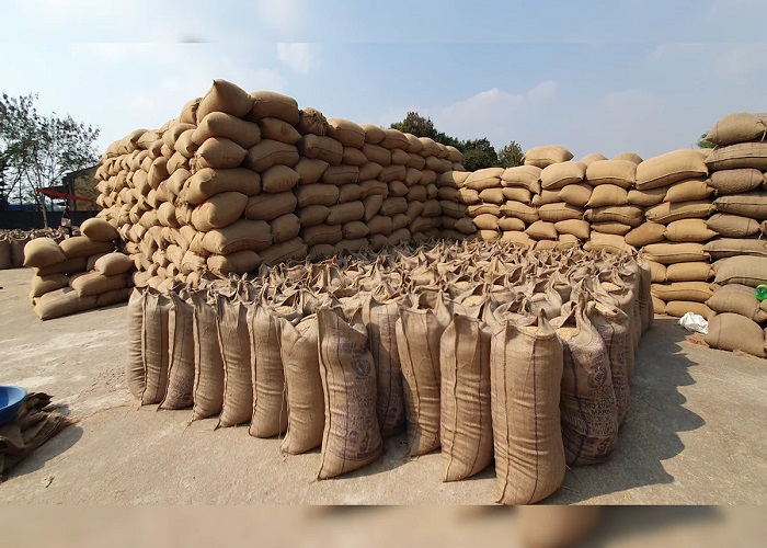 धान खरीदी