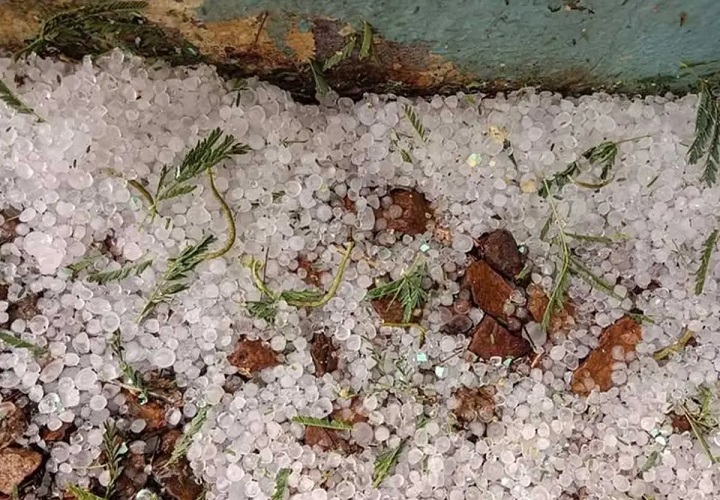 ओलावृष्टि से फसल नुकसान