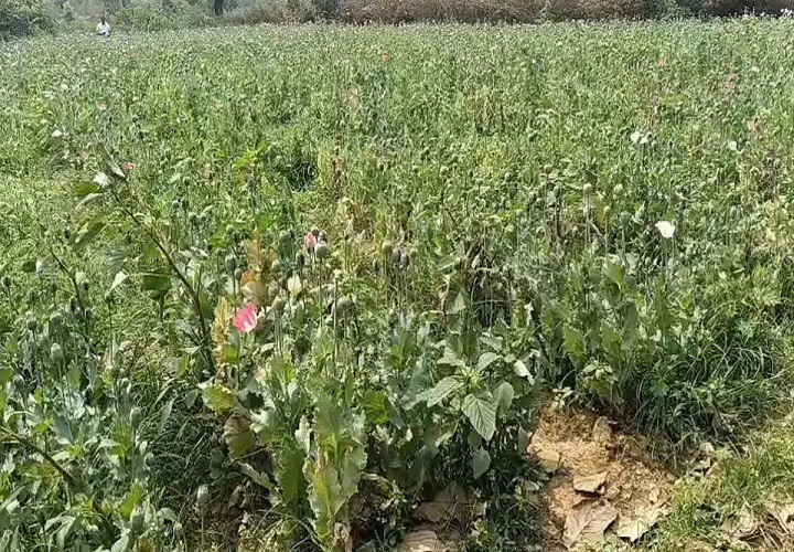 अफीम की खेती
