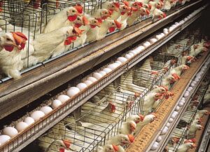 Chicken consumption drop