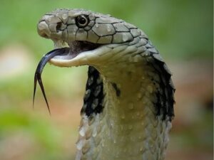 Snake Detection Stick