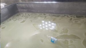 Paneer