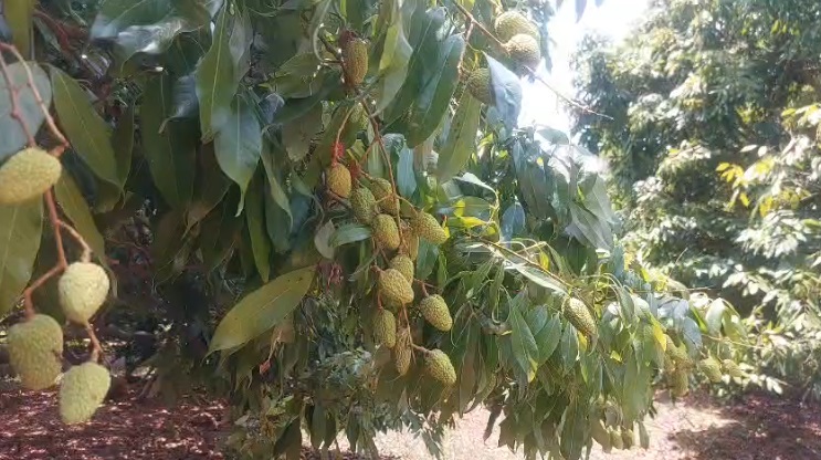 लीची की फसल