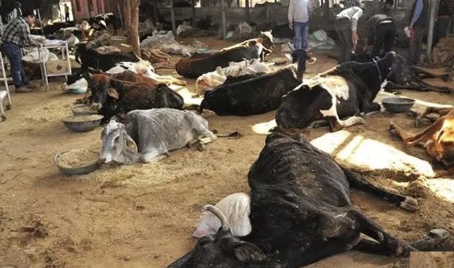 गौवंश मौत