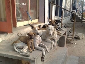 Supreme Court Stray Dogs Verdict
