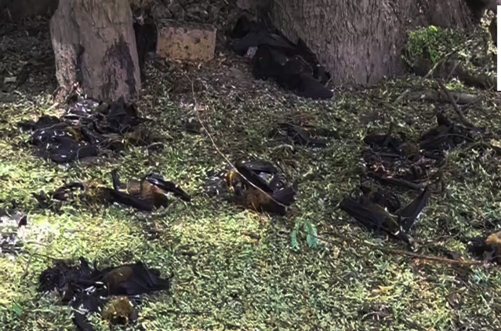 Kanker Bat Death News