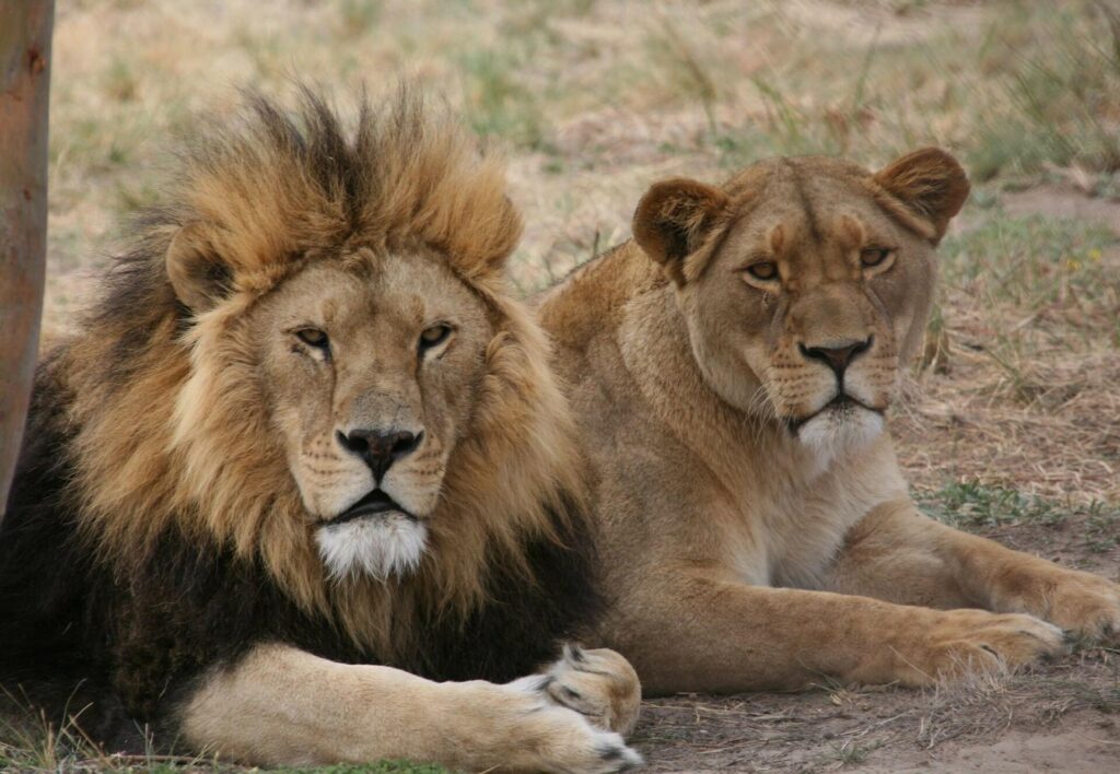 Gir Lion Deaths 2026