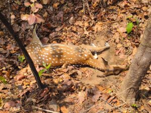 Mahasamund Nilgai Killing News