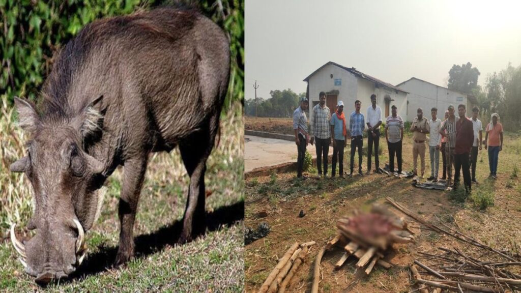 Bilaspur Wild Boar Meat Case