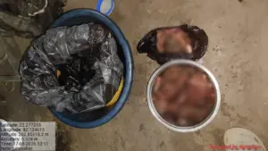 Bilaspur Wild Boar Meat Case
