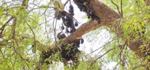 Kanker Bat Death News