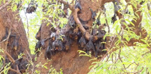 Kanker Bat Death News