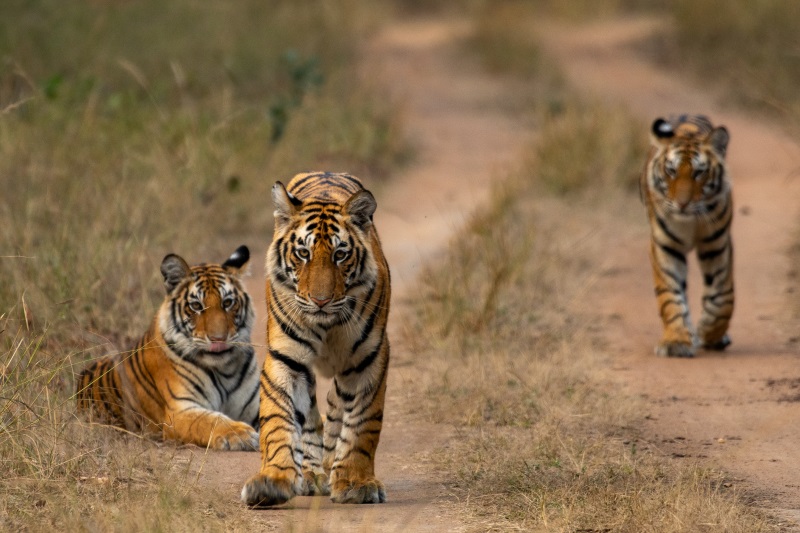 छत्तीसगढ़ के सभी अभयारण्य बंद