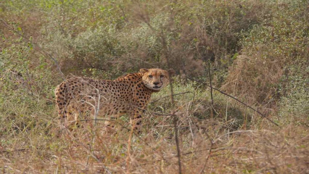 Kuno cheetah death