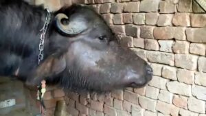 Galghontu disease livestock monsoon