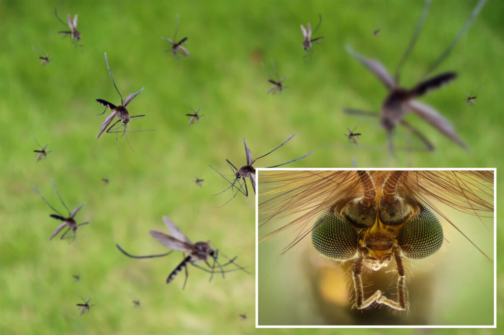 Google Mosquito Mission
