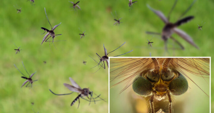 Google Mosquito Mission