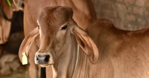 Ladli Behna Gopalan Yojana