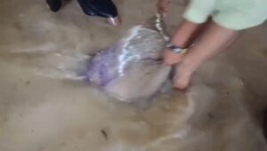 Bilaspur Flood Damages Ration Stock