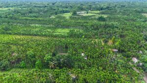 Great Green Wall