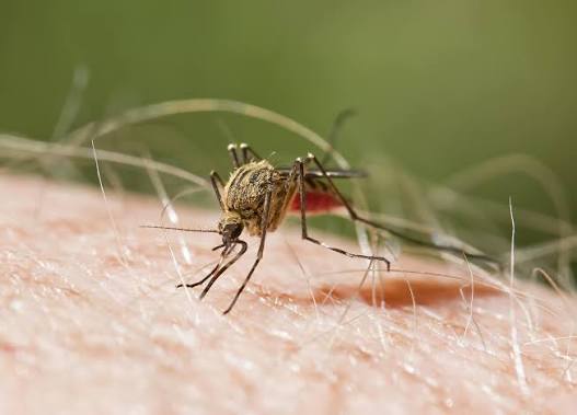 Chhattisgarh Malaria Outbreak