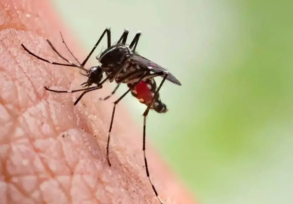 Bilaspur Malaria Death