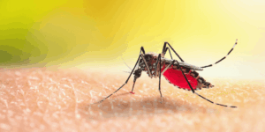Bilaspur Malaria Death