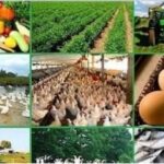 विजयादशमी पर भारत-न्यूजीलैंड FTA लागू: 100% भारतीय निर्यात को मिला ड्यूटी-फ्री बाजार, खुलेंगे रोजगार